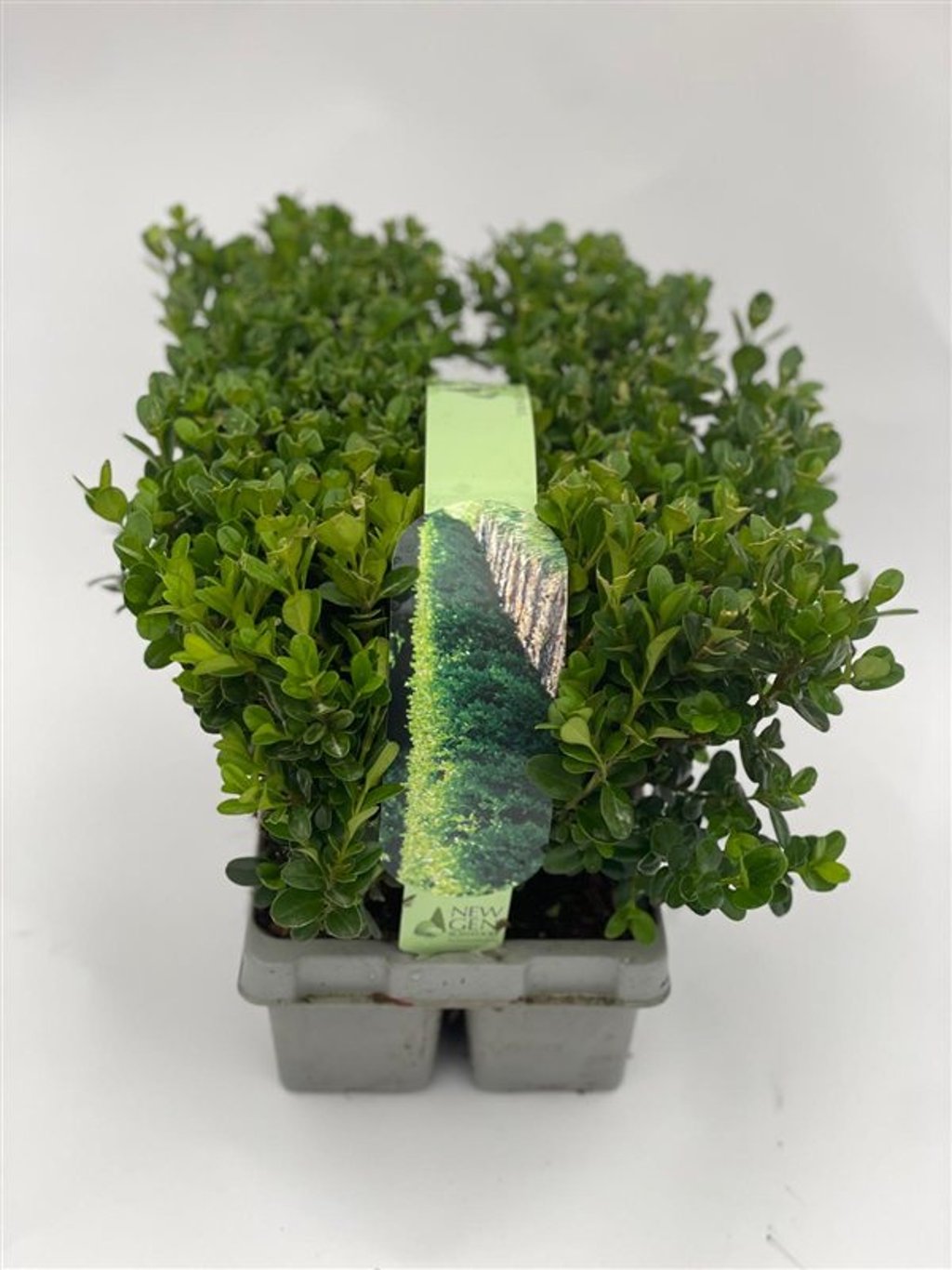 Buxus sem. Newgen Freedom - SIXPACK